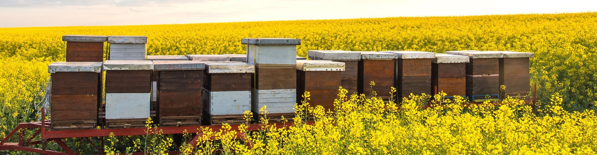 Bienenstöcke vor einem blühenden Rapsfeld