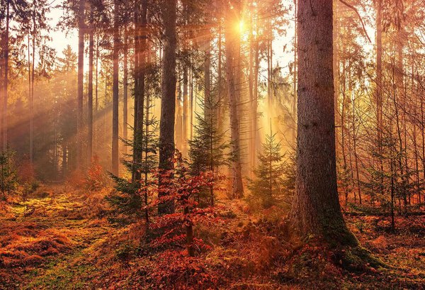 Wald im Gegenlicht — Sonnenwald